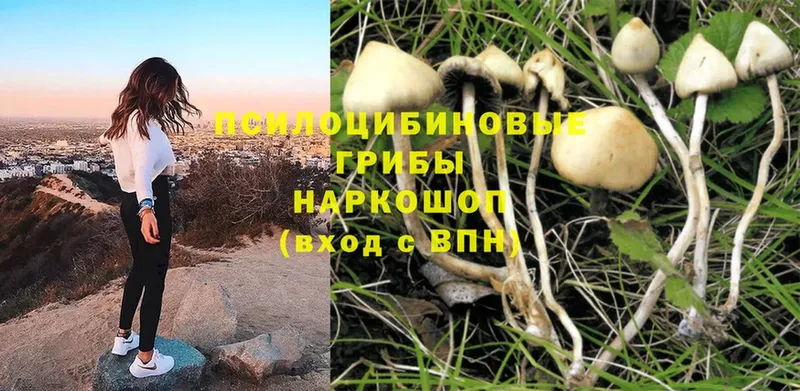 mega рабочий сайт  Керчь  Псилоцибиновые грибы Cubensis 